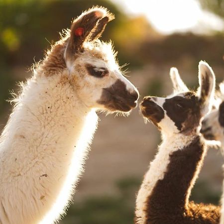 Villa Alpaca Farm - חוות האלפקות à Mitzpe Ramon Extérieur photo