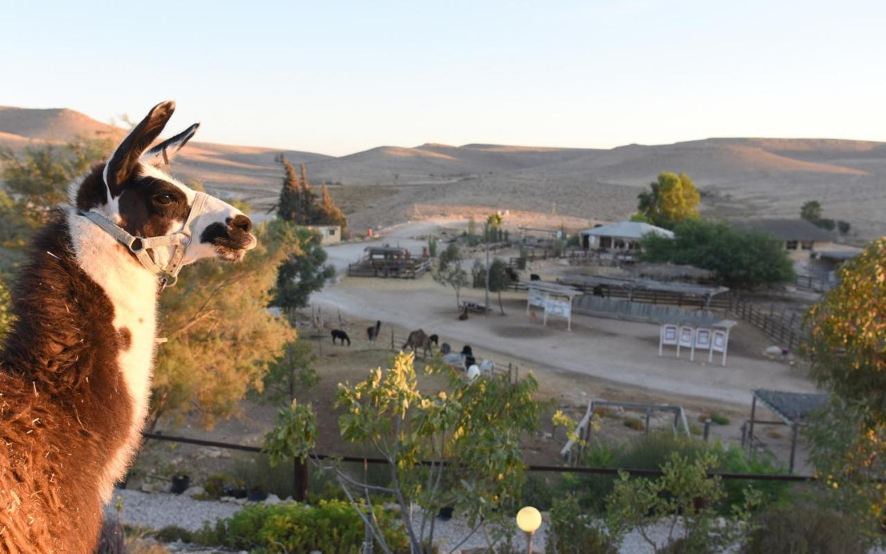 Villa Alpaca Farm - חוות האלפקות à Mitzpe Ramon Extérieur photo