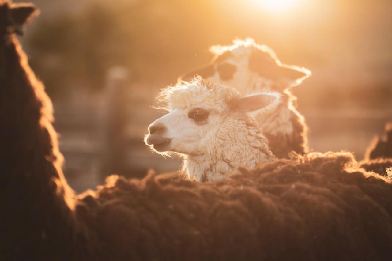 Villa Alpaca Farm - חוות האלפקות à Mitzpe Ramon Extérieur photo