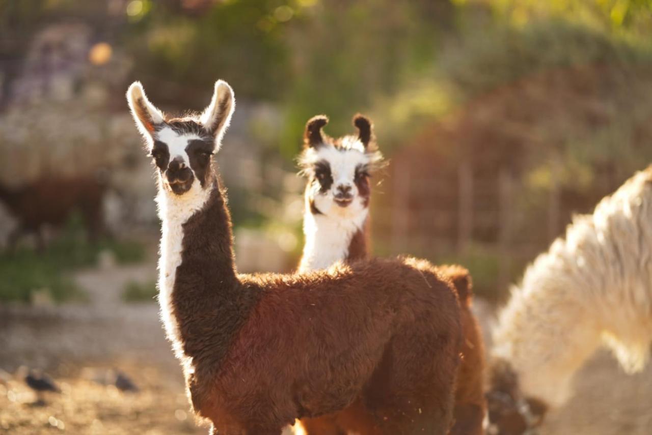 Villa Alpaca Farm - חוות האלפקות à Mitzpe Ramon Extérieur photo