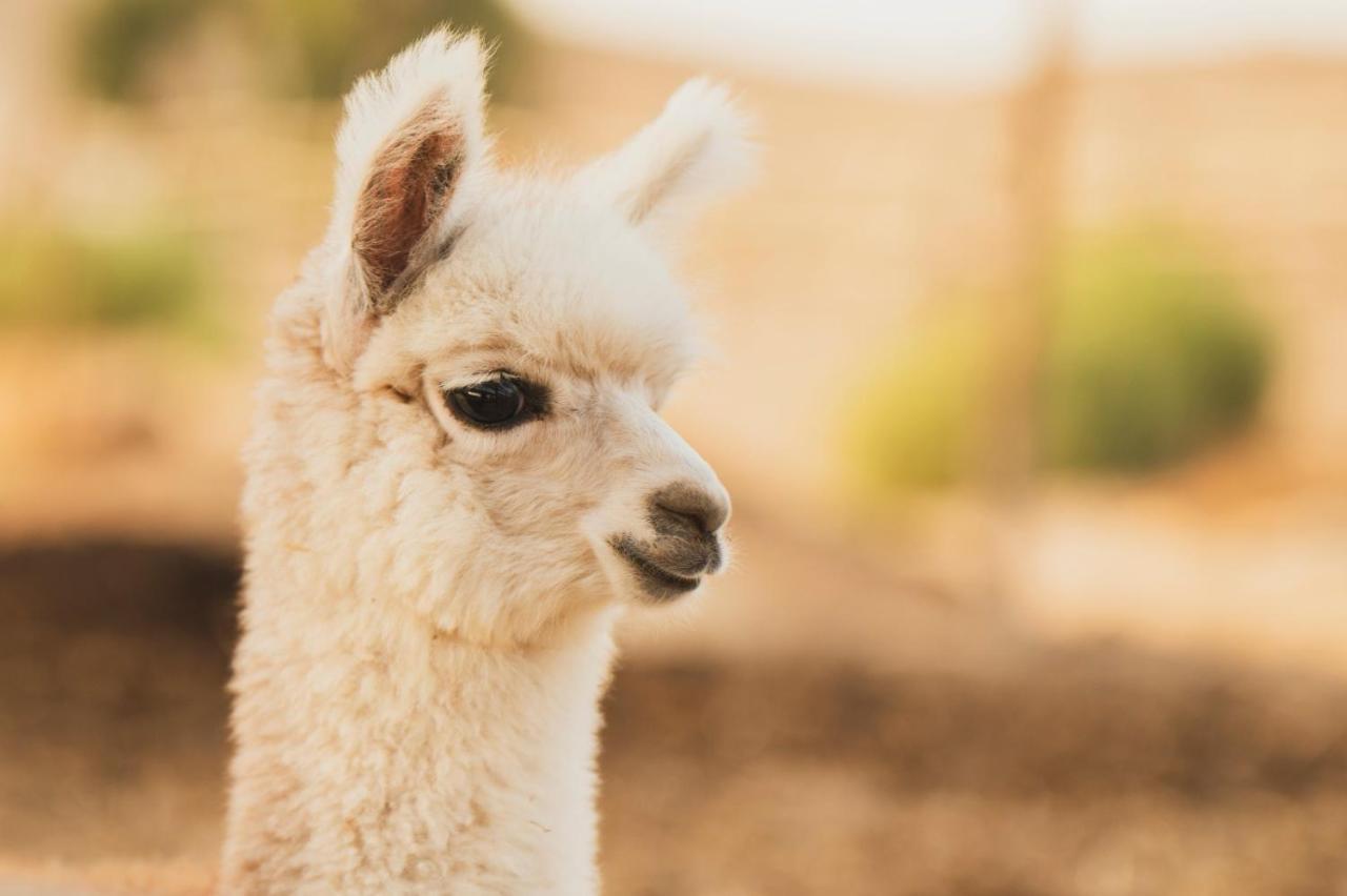 Villa Alpaca Farm - חוות האלפקות à Mitzpe Ramon Extérieur photo