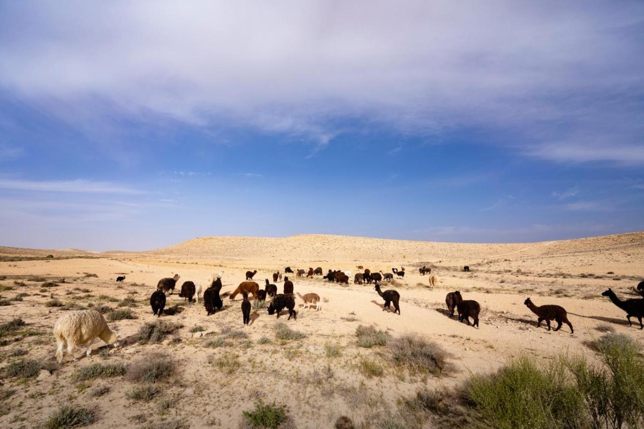 Villa Alpaca Farm - חוות האלפקות à Mitzpe Ramon Extérieur photo