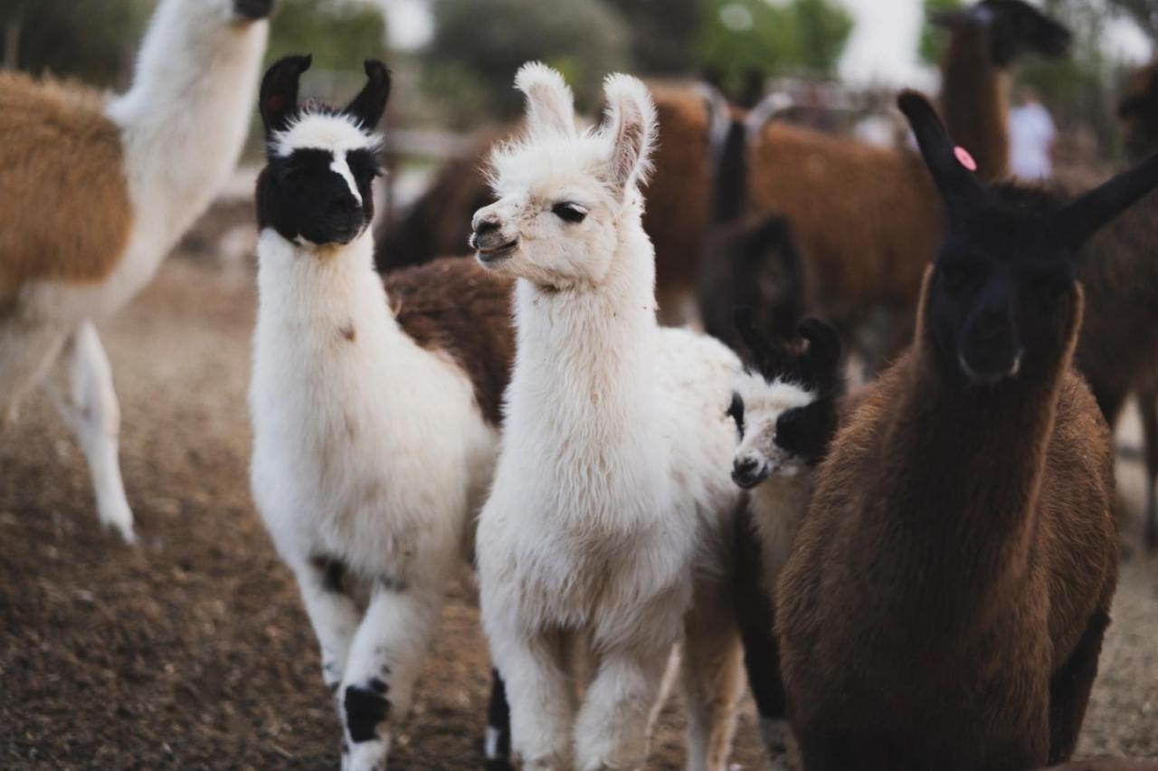 Villa Alpaca Farm - חוות האלפקות à Mitzpe Ramon Extérieur photo