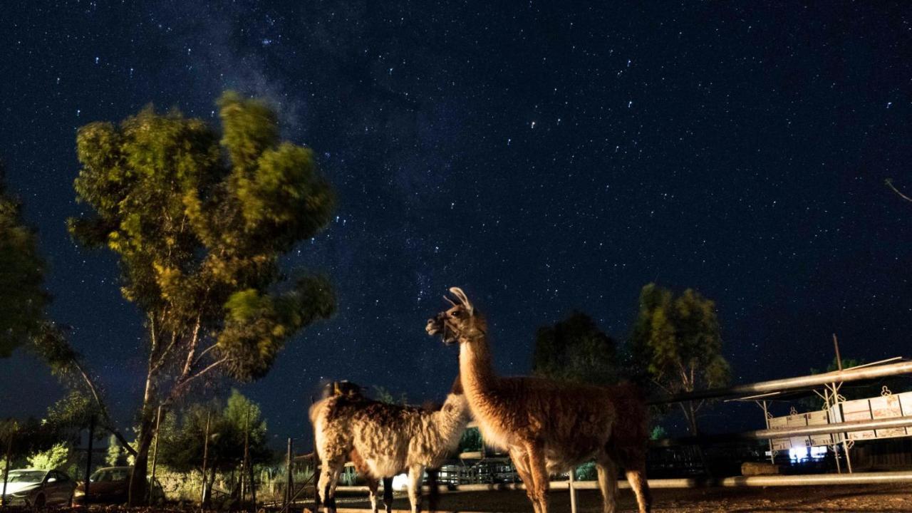 Villa Alpaca Farm - חוות האלפקות à Mitzpe Ramon Extérieur photo