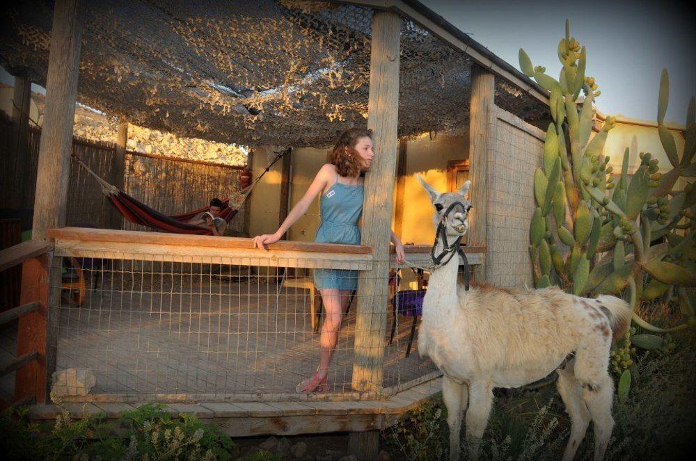 Villa Alpaca Farm - חוות האלפקות à Mitzpe Ramon Extérieur photo
