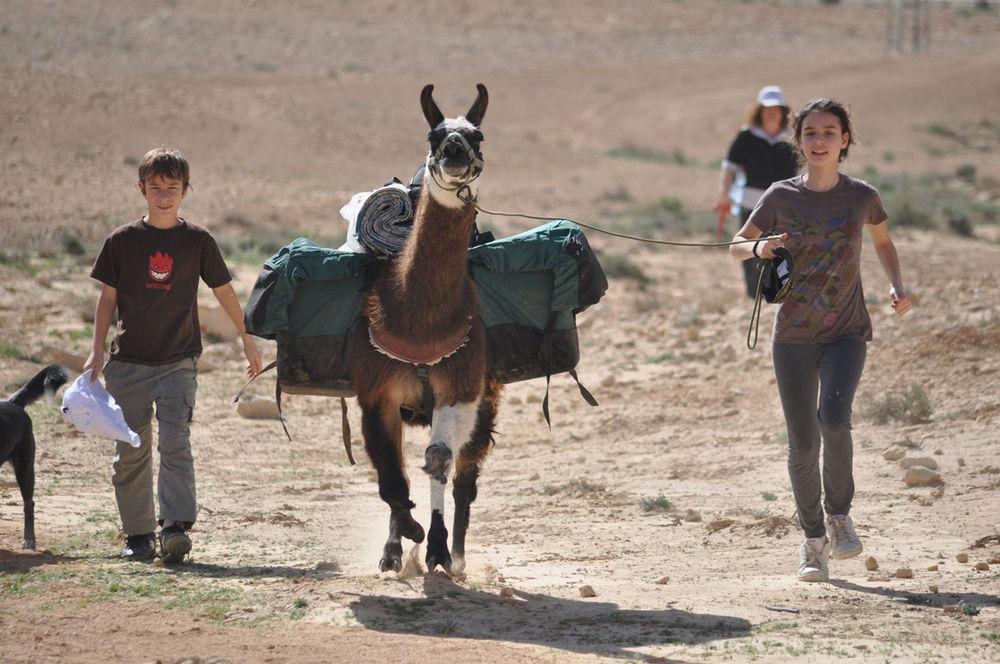 Villa Alpaca Farm - חוות האלפקות à Mitzpe Ramon Extérieur photo
