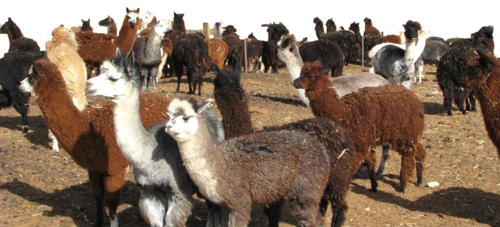 Villa Alpaca Farm - חוות האלפקות à Mitzpe Ramon Extérieur photo