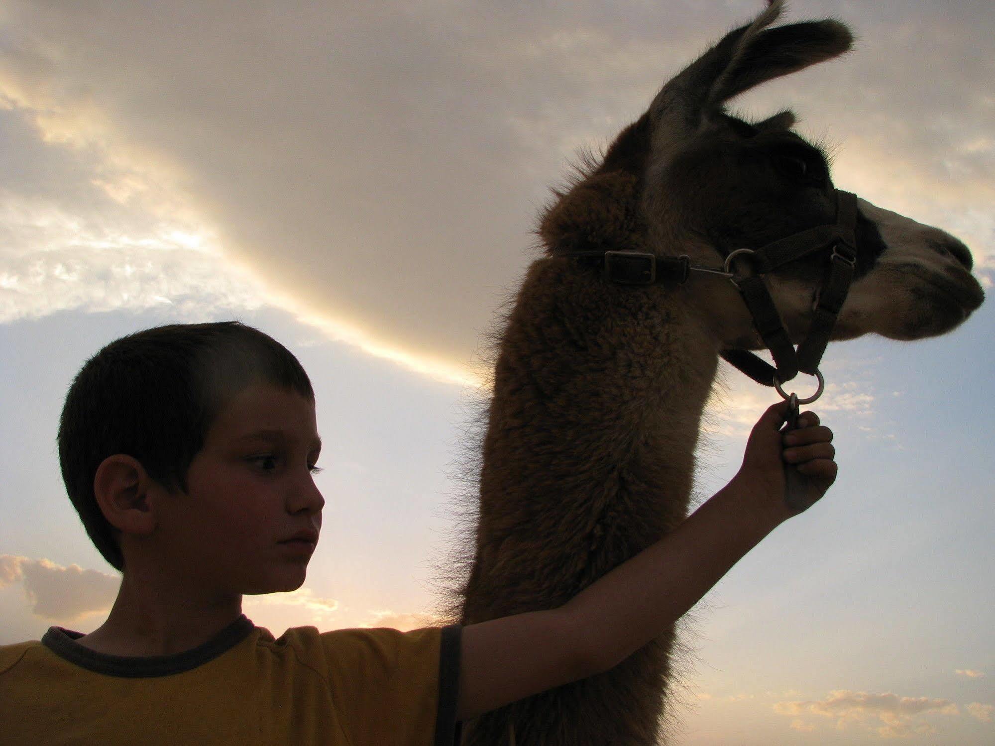Villa Alpaca Farm - חוות האלפקות à Mitzpe Ramon Extérieur photo